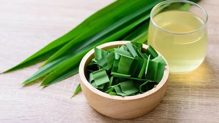 Manfaat Daun Pandan Sebagai Obat Tradisional